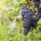 Little Bee' Black Grape Fruit 15 PCS Seeds Little Bee' Black Grape Fruit 15 PCS Seeds