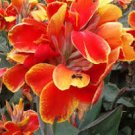 LIVE RHIZOME Large Poly Gay Canna Lily Rhizome Variegated Tricolor 5 PCS Seeds