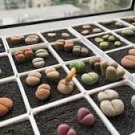 Living Stone Seeds Lithops Succulent 100 PCS Seeds