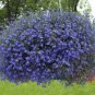 Lobelia Blue Hanging Bonsai Flower 200 PCS Seeds