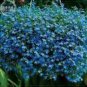 Lobelia Blue Hanging Bonsai Flower 200 PCS Seeds