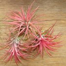 Lonantha Mexican Air Plant 5 PCS Seeds Lonantha Mexican Air Plant 5 PCS Seeds