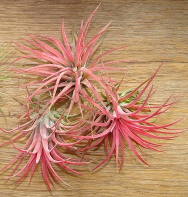Lonantha Mexican Air Plant 5 PCS Seeds