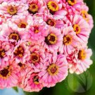 Long Flowering Period Bonsai Zinnias Elegans Widely Cultivated 100 PCS Seeds
