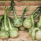 Long Handle Dipper Gourd 10 PCS Seeds Long Handle Dipper Gourd 10 PCS Seeds