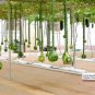Long Handle Dipper Gourd 10 PCS Seeds