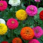 Long Flowering Period Bonsai Zinnias Elegans Widely Cultivated 100 PCS Seeds