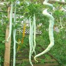 Long Snake Gourd 'Trichosanthes cucumerina' 4 PCS Seeds