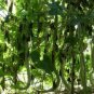 Long Snake Gourd 'Trichosanthes cucumerina' 4 PCS Seeds
