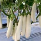 Long White Eggplants, Organic Heirloom Vegetables 20 PCS Seeds