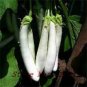 Long White Eggplants, Organic Heirloom Vegetables 20 PCS Seeds