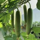 Loofah Giant Thick Climbing Sponge Gourd 8 PCS Seeds