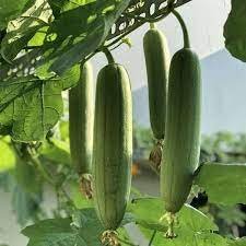 Loofah Giant Thick Climbing Sponge Gourd 8 PCS Seeds