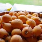 Loquat Fruit Tree 10 PCS Seeds