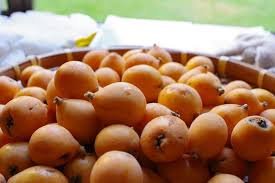 Loquat Fruit Tree 10 PCS Seeds
