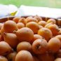 Loquat Fruit Tree 10 PCS Seeds