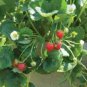Loran F1 Strawberry 100 PCS Seeds