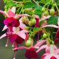 Loss Promotion!Purple Double Petals Fuchsia Flores Bonsai Potted Flower 100 PCS Seeds
