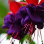 Loss Promotion!Purple Double Petals Fuchsia Flores Bonsai Potted Flower 100 PCS Seeds