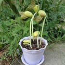 Lot Mini Magic White Bean Seeds Gift Plant 100 PCS Seeds