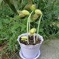 Lot Mini Magic White Bean Seeds Gift Plant 100 PCS Seeds