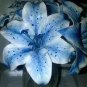 Lots Bulk seedsplants Garden Decoration Floral Plants Blue Rare 50 PCS Seeds
