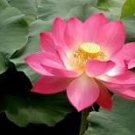Lotus Nelumbo Nucifera Yellow Light Pink Rose Red Double Flower 50 PCS Seeds