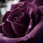Louis Xiv Rose 200 PCS Seeds