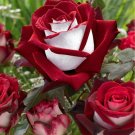 Louis Xiv Rose seeds Perennials 50 PCS Seeds