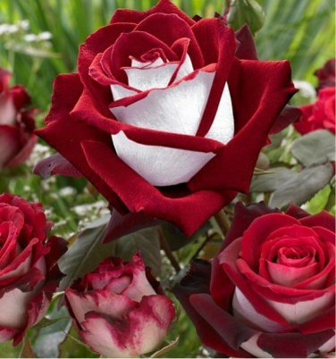 Louis Xiv Rose seeds Perennials 50 PCS Seeds