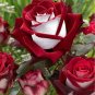 Louis Xiv Rose seeds Perennials 50 PCS Seeds