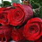 Louis Xiv Rose seeds Perennials 50 PCS Seeds