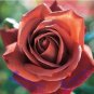 Louis Xiv Rose seeds Perennials 50 PCS Seeds