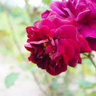 Louis Xiv Rose seeds Perennials 200 PCS Seeds