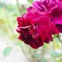 Louis Xiv Rose seeds Perennials 200 PCS Seeds