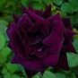 Louis Xiv Rose seeds Perennials 200 PCS Seeds