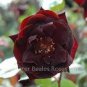 Louis Xiv Rose seeds Perennials 200 PCS Seeds