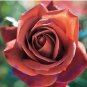 Louis Xiv Rose seeds Perennials 200 PCS Seeds