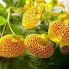 Lovely Funny Flower Calceolaria Herbeohybrida Indoor & Outdoor 100 PCS Seeds