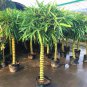 Lucky Bamboo Bonsai Small Potted Plants 50 PCS Seeds