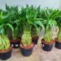 Lucky Bamboo Bonsai Small Potted Plants 50 PCS Seeds
