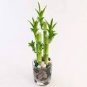 Lucky Bamboo Bonsai Small Potted Plants 50 PCS Seeds