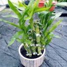 Lucky Bamboo Choose Potted Bonsai Variety Complete Dracaena Plant 50 PCS Seeds