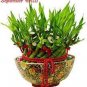 Lucky Bamboo Choose Potted Bonsai Variety Complete Dracaena Plant 50 PCS Seeds