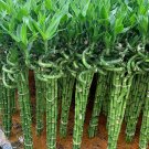 Lucky Bamboo Seeds Green Indoor Plants 50 CS Seeds Lucky Bamboo Seeds Green Indoor Plants 50 CS Seeds