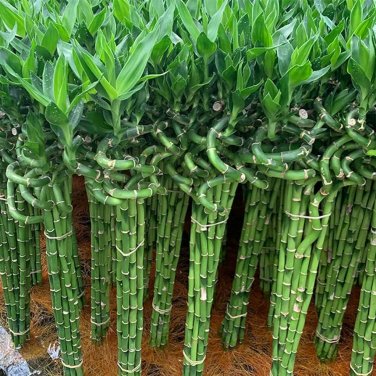 Lucky Bamboo Seeds Green Indoor Plants 50 CS Seeds