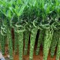 Lucky Bamboo Seeds Green Indoor Plants 50 CS Seeds