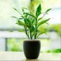 Lucky Bamboo Seeds Green Indoor Plants 50 CS Seeds