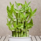 Lucky Bamboo Seeds Home Garden Decoration Perennial Indoor Plant 50 PCS Seeds Lucky Bamboo Seeds Home Garden Decoration Perennial Indoor Plant 50 PCS Seeds