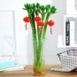 Lucky Bamboo Seeds Home Garden Decoration Perennial Indoor Plant 50 PCS Seeds